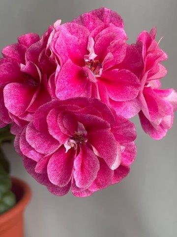 Vintage Rose pelargonija