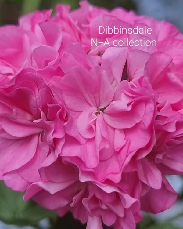 Dibbinsdale pelargonium