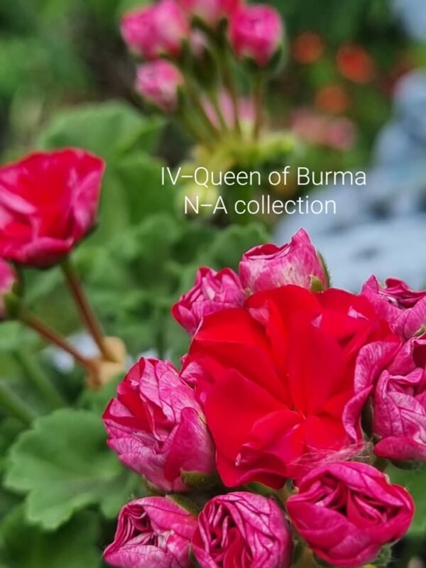 IV-Queen of Burma
