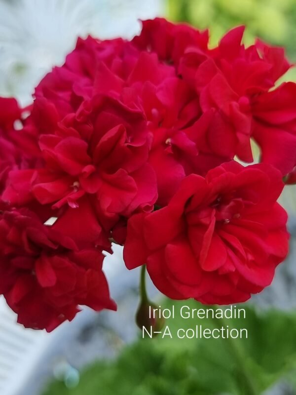 Iriol Grenadin pelargonium