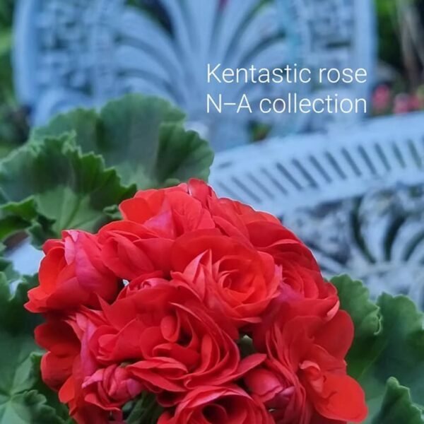 Kentastic rose pelargoner