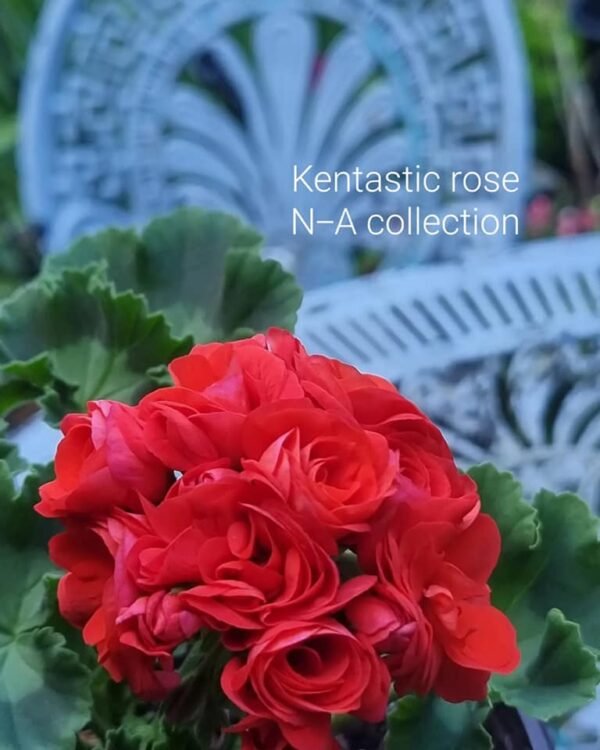 Kentastic rose pelargoner