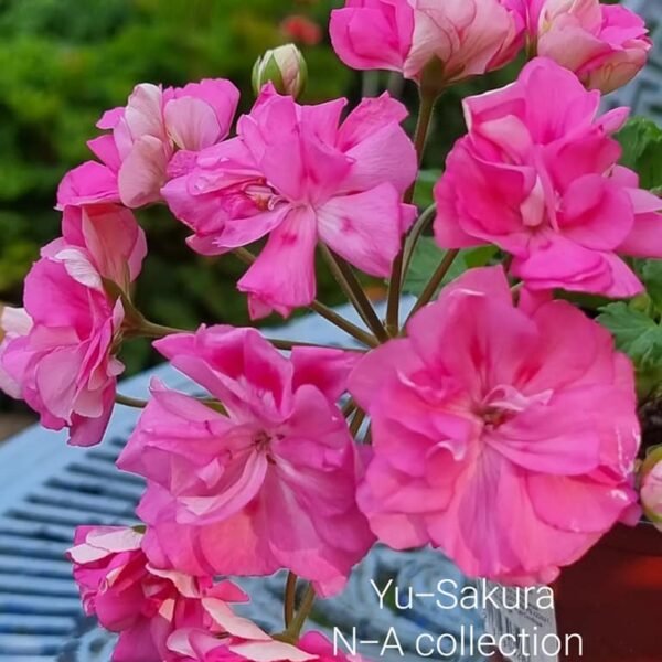Yu Sakura pelargonium
