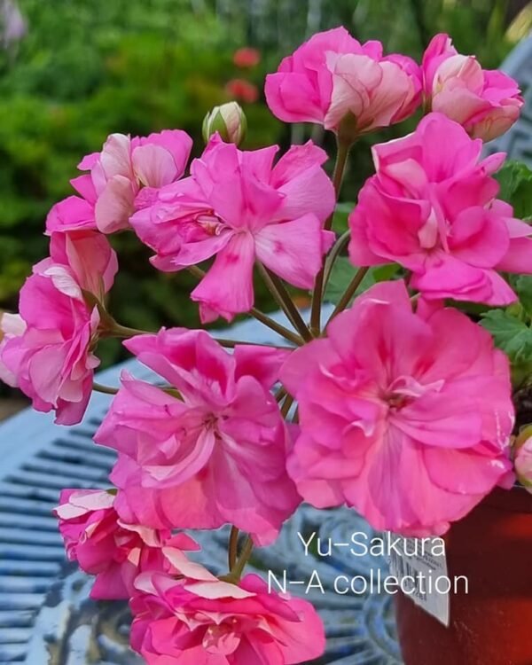 Yu Sakura pelargonium