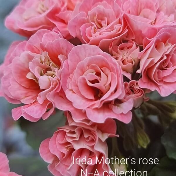 Irida Mother's rose pelargoner