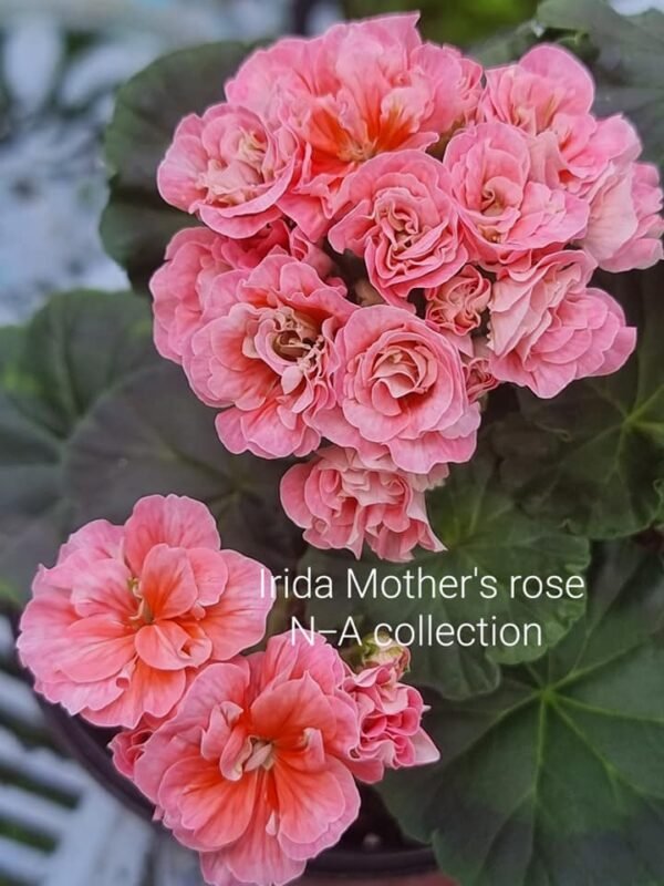 Irida Mother's rose pelargonija