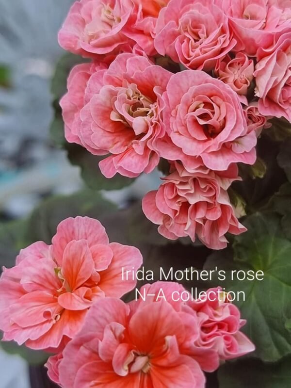 Irida Mother's rose pelargoniums