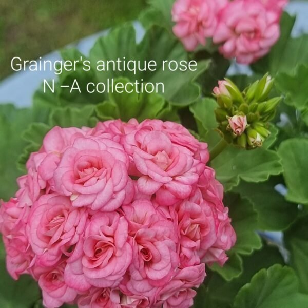 graingers antique rose pelargonium