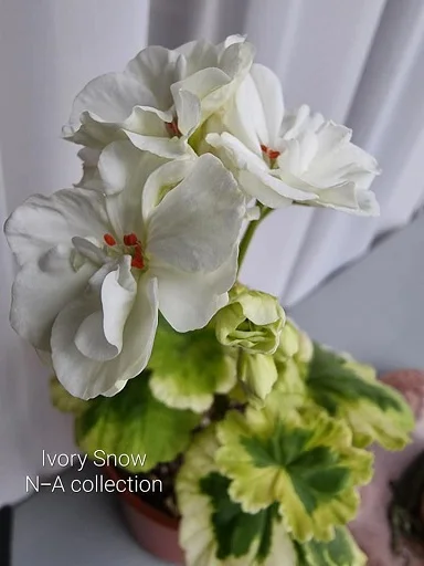 Margalapės Pelargonijos - N-A pelargonium