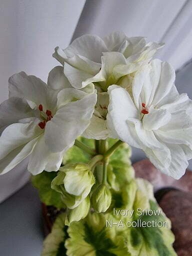 ivory snow pelargonium