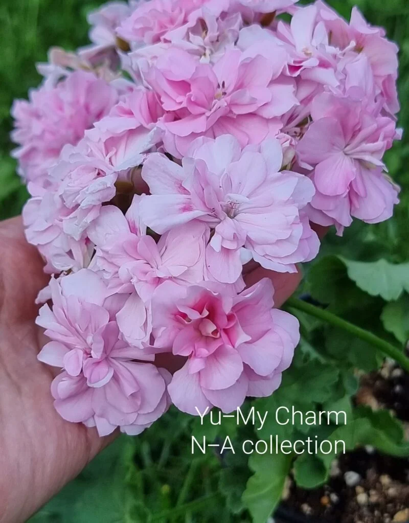 yu-my charm pelargonija