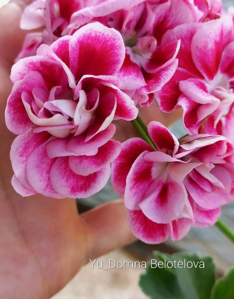 Yu_Domna Belotelova pelargonija