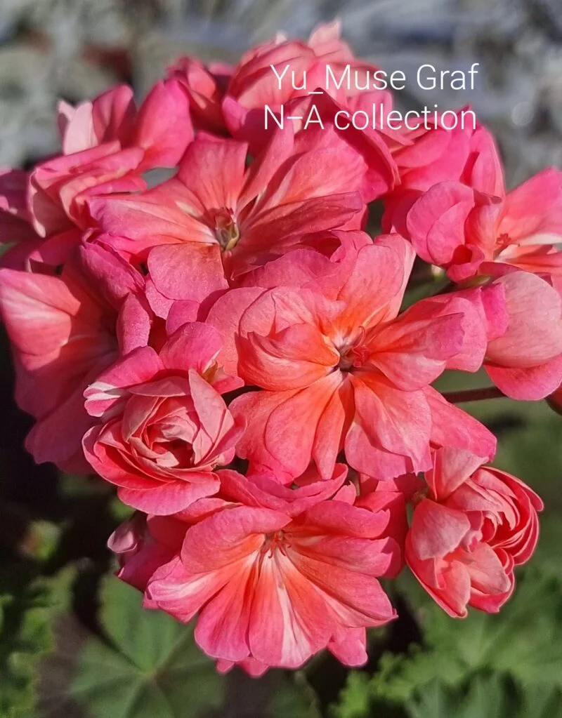 Yu_Muza Graf pelargonium