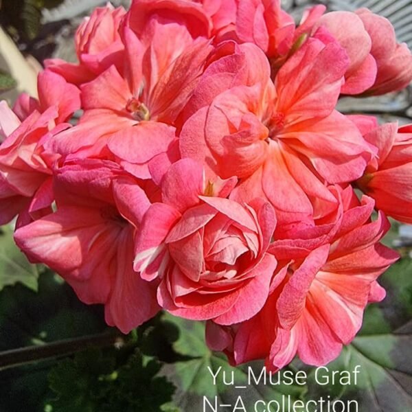 Yu_Muza Graf pelargoniums