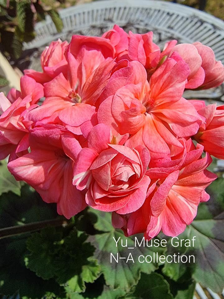 Yu_Muza Graf pelargoniums