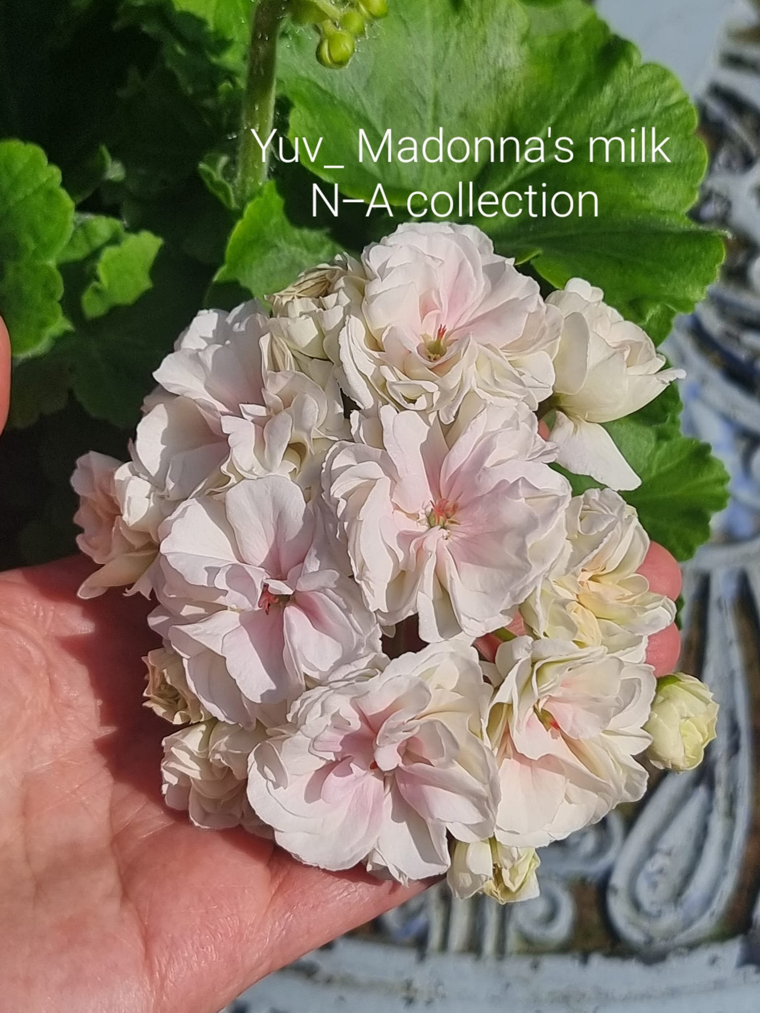 Yuv-Madonnas milk pelargonium