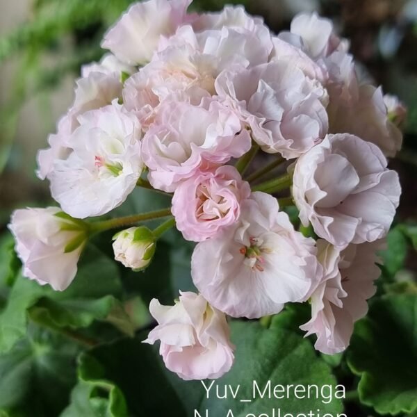Yuv-Merenga pelargonium