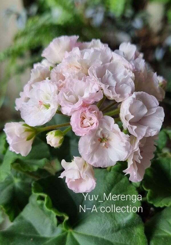 Yuv-Merenga pelargonium