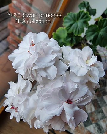 Yuzis-swan princess pelargonium
