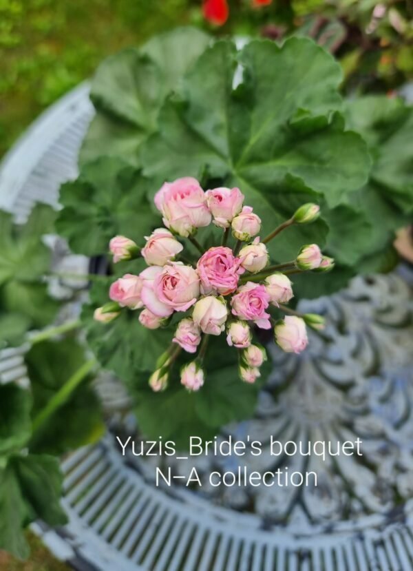 Yuzis_Brides bouquet pelargonija