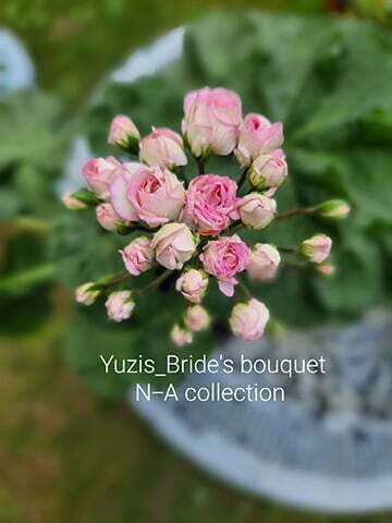Yuzis_Brides bouquet pelargonium