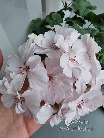 ta-pavlin pelargoniums