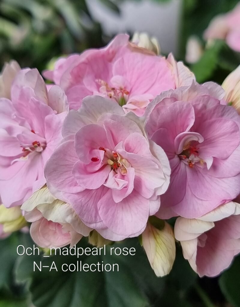 оч-madpearl rose pelargonija